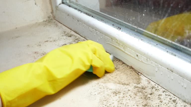 Why You Should Choose Our Mold Remediation Services in St Robert, MO